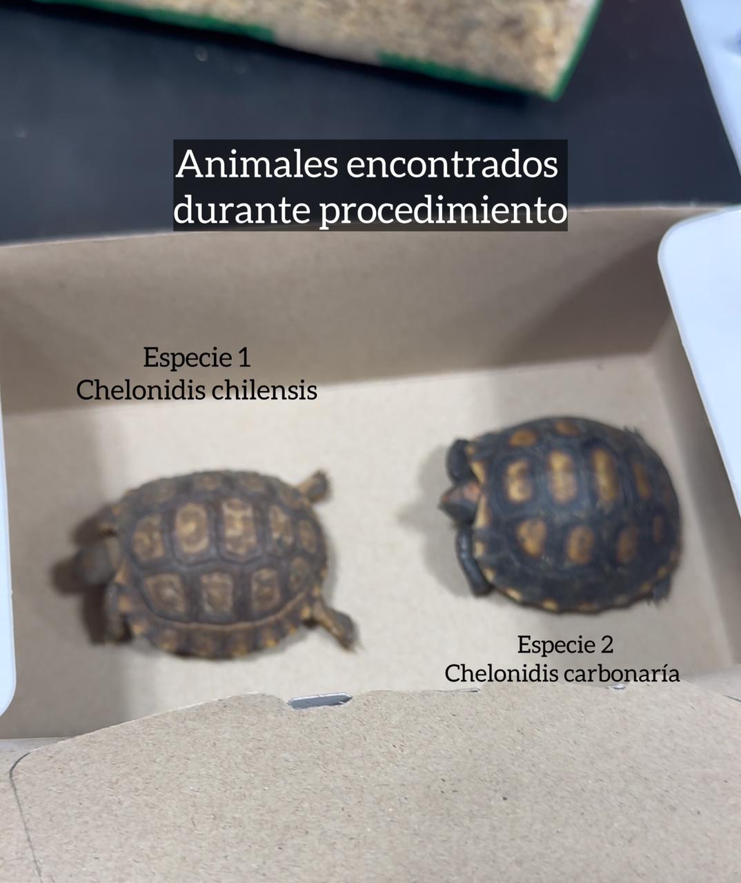 Grave denuncia en Eldorado: desapareció una tortuga protegida durante un operativo policial  2